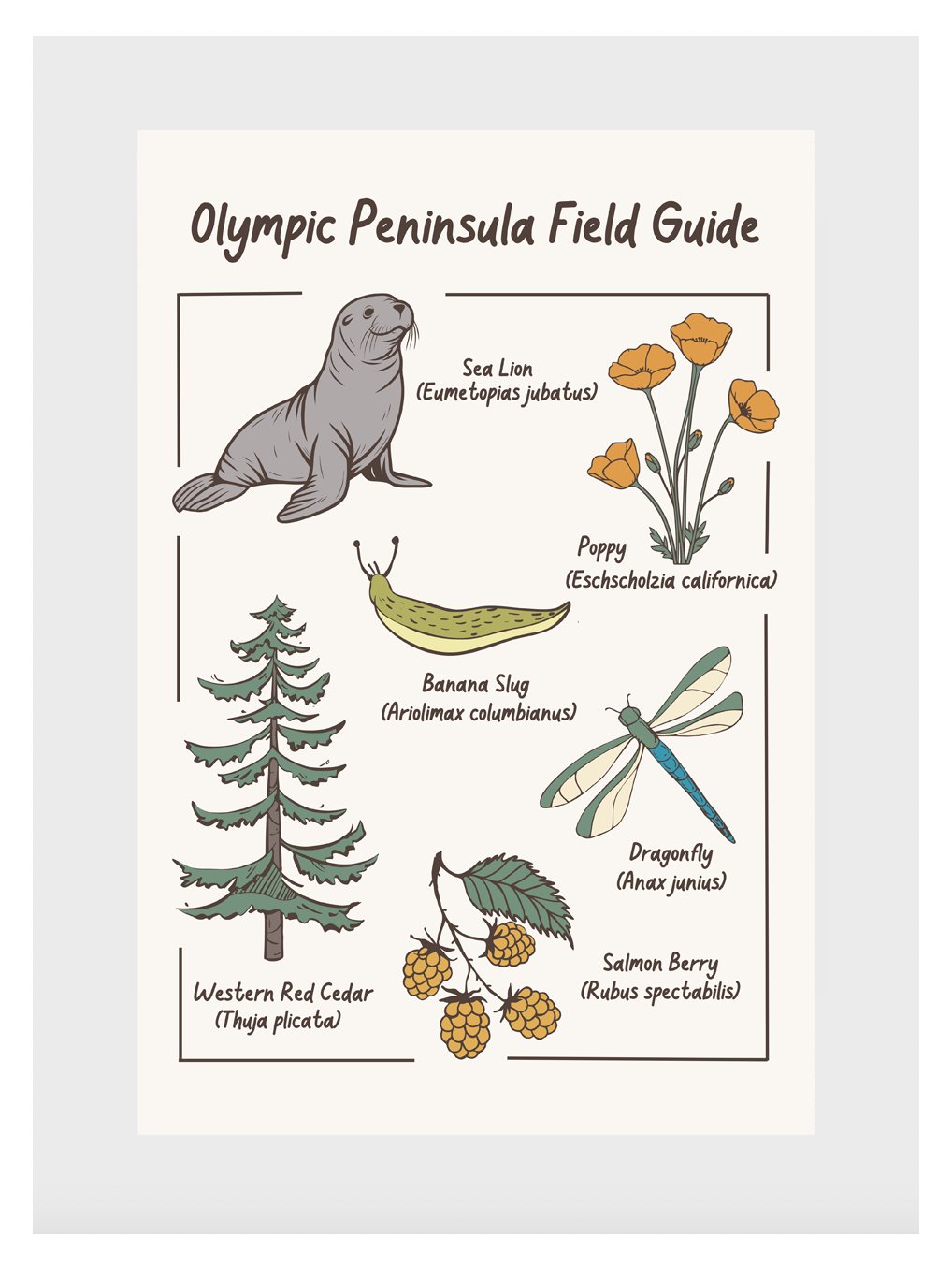 Olympic Peninsula Field Guide Post Card - Adult & Kids T-Shirts, Sweatshirts & Hoodies apparel design preview 1