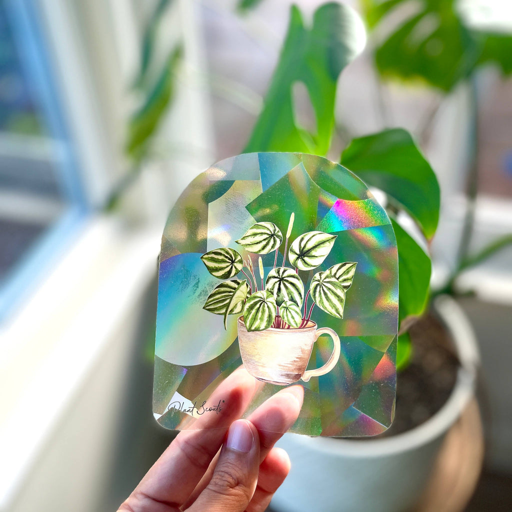 Suncatcher Window Decal Sticker Watermelon Peperomia - Adult & Kids T-Shirts, Sweatshirts & Hoodies apparel design preview 1